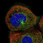 Immunofluorescent staining of human cell line A-431 shows localization to vesicles.
