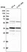 Anti-BLVRA Antibody