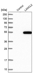 Western blot analysis in control (vector only transfected HEK293T lysate) and LANCL2 over-expression lysate (Co-expressed with a C-terminal myc-DDK tag (~3.1 kDa) in mammalian HEK293T cells, LY412892).