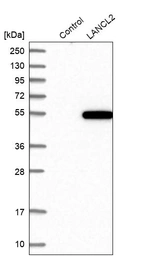 Western blot analysis in control (vector only transfected HEK293T lysate) and LANCL2 over-expression lysate (Co-expressed with a C-terminal myc-DDK tag (~3.1 kDa) in mammalian HEK293T cells, LY412892).