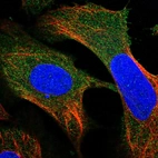 Immunofluorescent staining of human cell line U-2 OS shows localization to cytosol.