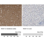 Anti-NCS1 Antibody