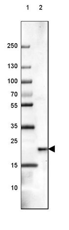 Lane 1: Marker [kDa] 250, 130, 100, 70, 55, 35, 25, 15, 10_br/_Lane 2: Human Cerebral Cortex tissue