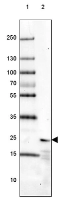 Lane 1: Marker [kDa] 250, 130, 100, 70, 55, 35, 25, 15, 10_br/_Lane 2: Mouse Cerebral Cortex tissue