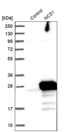 Western blot analysis in control (vector only transfected HEK293T lysate) and NCS1 over-expression lysate (Co-expressed with a C-terminal myc-DDK tag (~3.1 kDa) in mammalian HEK293T cells, LY402303).