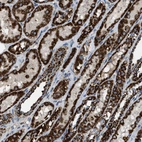 Immunohistochemical staining of human kidney shows strong positivity in cytoplasm granular in cells in tubules.