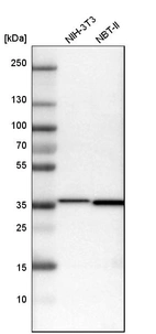Western blot analysis in mouse cell line NIH-3T3 and rat cell line NBT-II.
