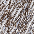 Immunohistochemical staining of human kidney shows strong positivity in cytoplasm granular in cells in tubules.
