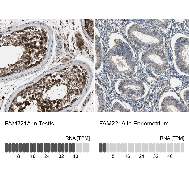 Anti-FAM221A Antibody