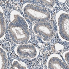 Immunohistochemical staining of human endometrium shows low expression as expected.
