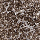 Anti-ZBED6CL Antibody