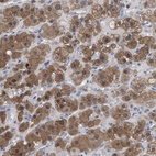 Immunohistochemical staining of human adrenal gland shows high expression.