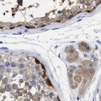 Immunohistochemical staining of human testis using Anti-RBKS antibody HPA019725.