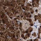 Immunohistochemical staining of human liver using Anti-RBKS antibody HPA019725.