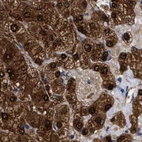 Immunohistochemical staining of human liver using Anti-RBKS antibody HPA019725.