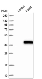 Western blot analysis in control (vector only transfected HEK293T lysate) and RBKS over-expression lysate (Co-expressed with a C-terminal myc-DDK tag (~3.1 kDa) in mammalian HEK293T cells, LY411756).