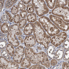 Anti-ITFG1 Antibody