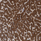 Anti-ITFG1 Antibody