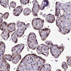 Immunohistochemical staining of human placenta shows moderate nuclear positivity in trophoblastic cells.