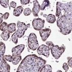 Immunohistochemical staining of human placenta shows moderate nuclear positivity in trophoblastic cells.