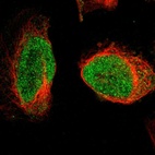 Immunofluorescent staining of human cell line U-2 OS shows localization to nucleus.
