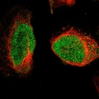 Immunofluorescent staining of human cell line U-2 OS shows localization to nucleus.