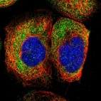 Immunofluorescent staining of human cell line A-431 shows positivity in cytoplasm.