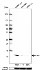 Western blot analysis in U-251MG cells transfected with control siRNA, target specific siRNA probe #1 and #2, using Anti-MTPN antibody. Remaining relative intensity is presented. Loading control: Anti-GAPDH.