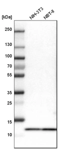 Western blot analysis in mouse cell line NIH-3T3 and rat cell line NBT-II.