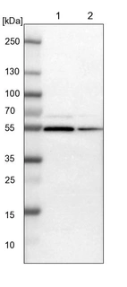 Lane 1: NIH-3T3 cell lysate (Mouse embryonic fibroblast cells)_br/_Lane 2: NBT-II cell lysate (Rat Wistar bladder tumour cells)