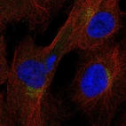 Anti-ITFG1 Antibody