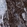 Anti-CEACAM5 Antibody
