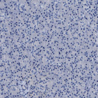 Anti-CEACAM5 Antibody