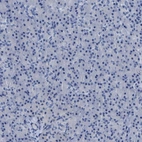 Immunohistochemical staining of human pancreas shows no positivity in exocrine glandular cells as expected.