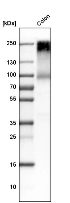 Western blot analysis in human colon tissue.