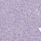 Immunohistochemical staining of human pancreas shows no positivity in exocrine glandular cells as expected.