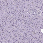 Immunohistochemical staining of human pancreas shows no positivity in exocrine glandular cells as expected.