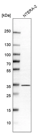Western blot analysis in human cell line NTERA-2.