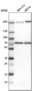 Western blot analysis in mouse cell line NIH-3T3 and rat cell line NBT-II.