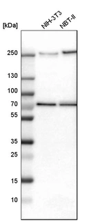 Western blot analysis in mouse cell line NIH-3T3 and rat cell line NBT-II.