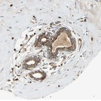 Immunohistochemical staining of human breast shows moderate cytoplasmic positivity in glandular cells.