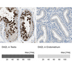 Anti-DAZL Antibody