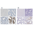 Anti-DAZL Antibody