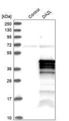 Western blot analysis in control (vector only transfected HEK293T lysate) and DAZL over-expression lysate (Co-expressed with a C-terminal myc-DDK tag (~3.1 kDa) in mammalian HEK293T cells, LY400541).