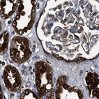Immunohistochemical staining of human kidney using Anti-GSTP1 antibody HPA019779.