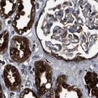 Immunohistochemical staining of human kidney using Anti-GSTP1 antibody HPA019779.