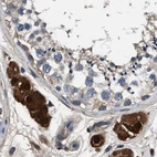 Immunohistochemical staining of human testis using Anti-GSTP1 antibody HPA019779.