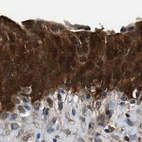 Immunohistochemical staining of human urinary bladder using Anti-GSTP1 antibody HPA019779.