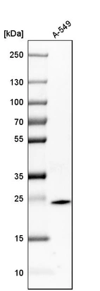 Western blot analysis in human cell line A-549.