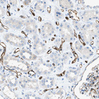 Immunohistochemical staining of human kidney shows strong membranous positivity in endothelial cells.